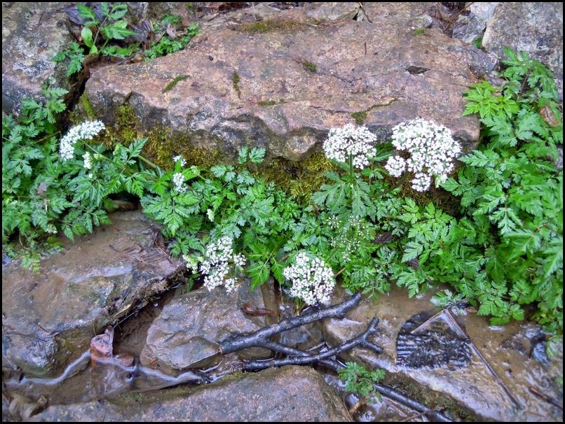 Ombrellifera da determinare